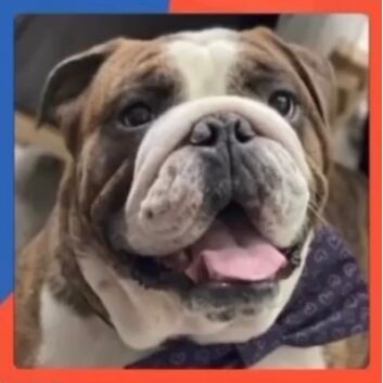 cartel de perro perdido