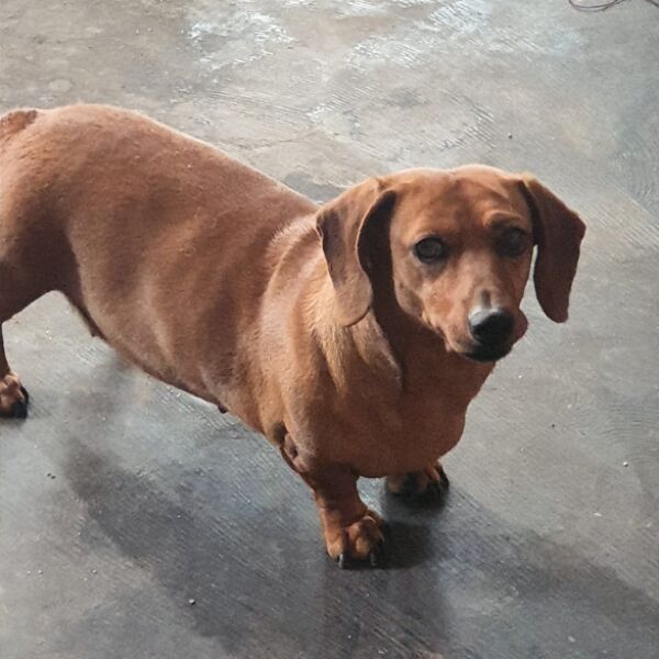 cartel de perro perdido