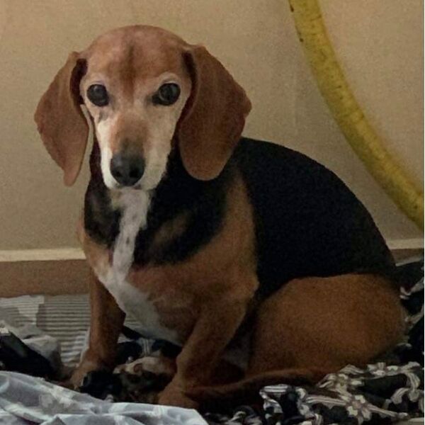 cartel de perro perdido