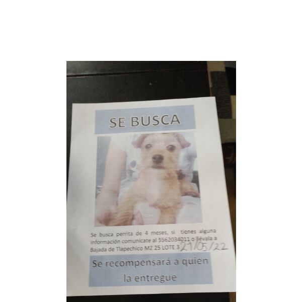 cartel de perro perdido