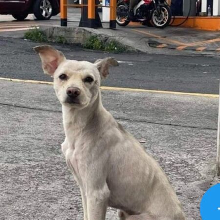 cartel de perro perdido