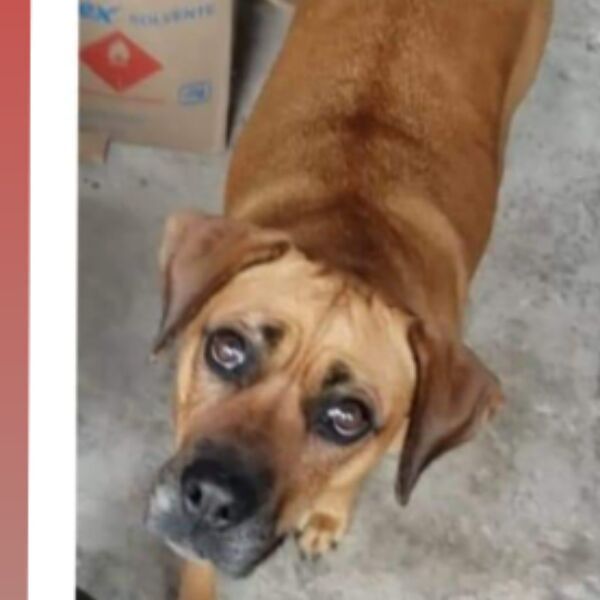 cartel de perro perdido