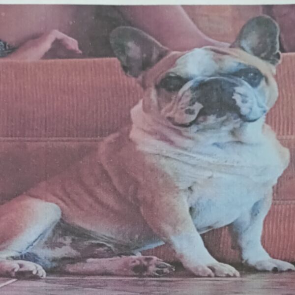 cartel de perro perdido