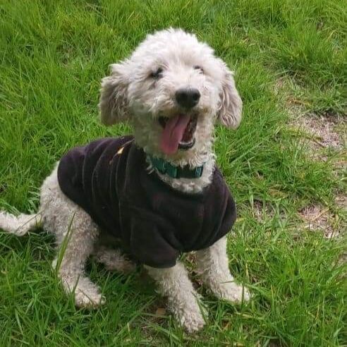 cartel de perro perdido