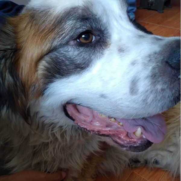 cartel de perro perdido