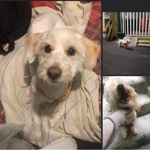 cartel de perro perdido