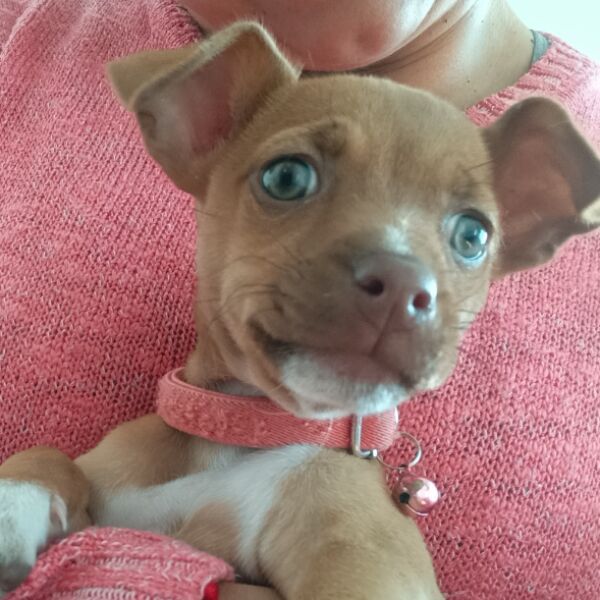 cartel de perro perdido