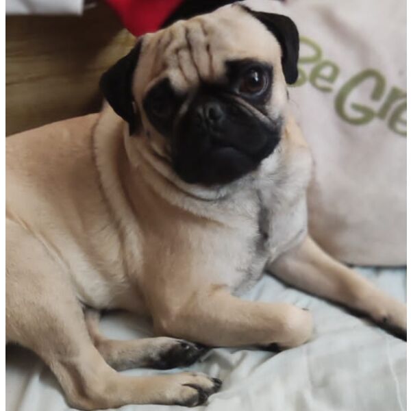 cartel de perro perdido