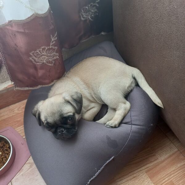 cartel de perro perdido