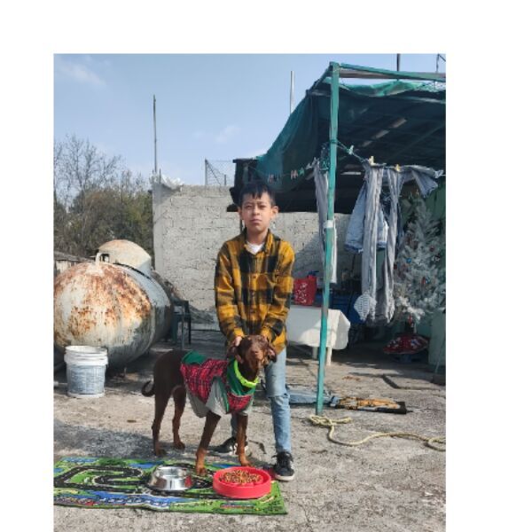 cartel de perro perdido