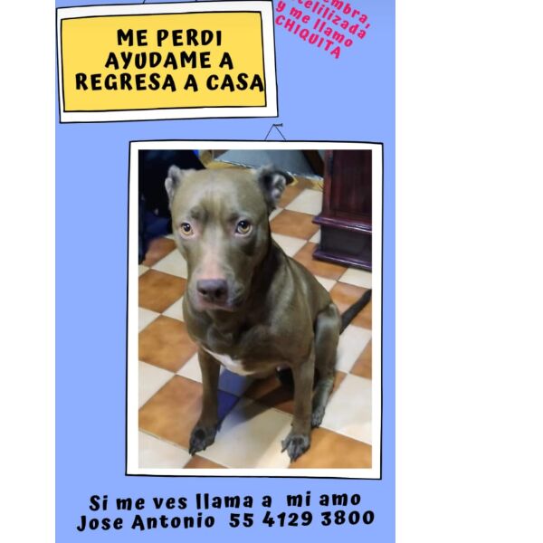 cartel de perro perdido
