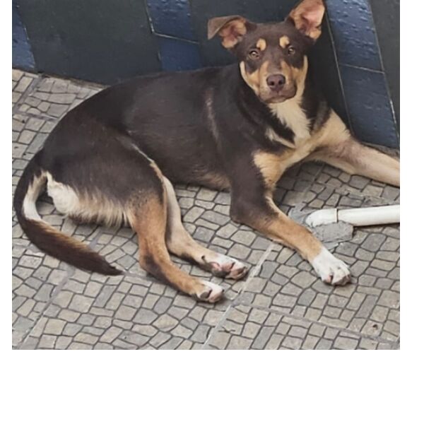 cartel de perro perdido