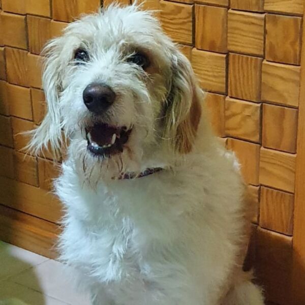 cartel de perro perdido