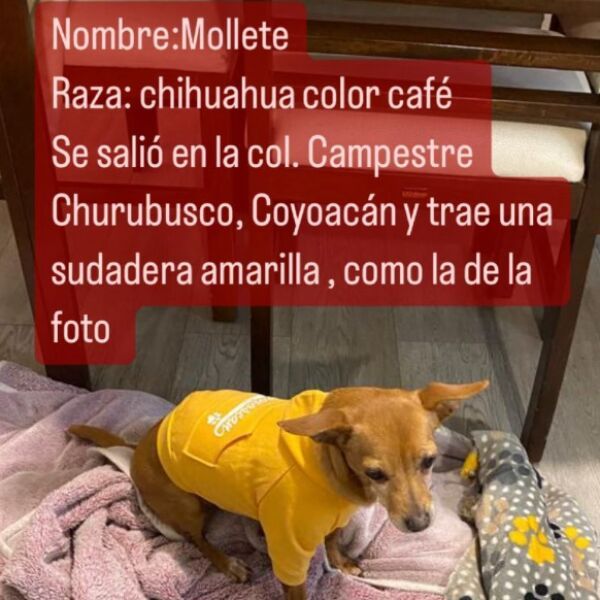 cartel de perro perdido