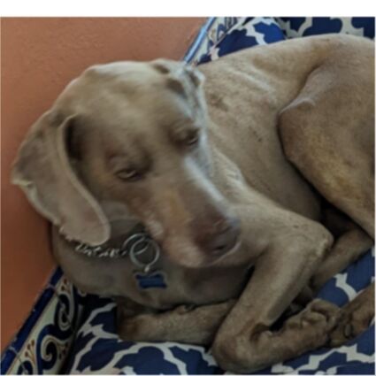 cartel de perro perdido