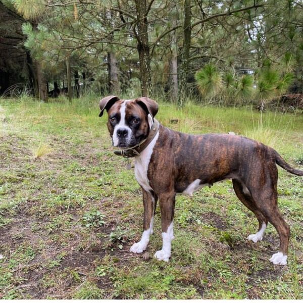 cartel de perro perdido