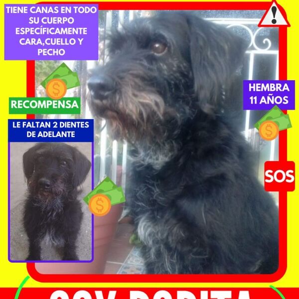 cartel de perro perdido