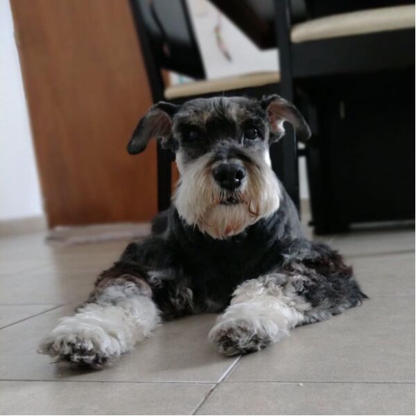 cartel de perro perdido