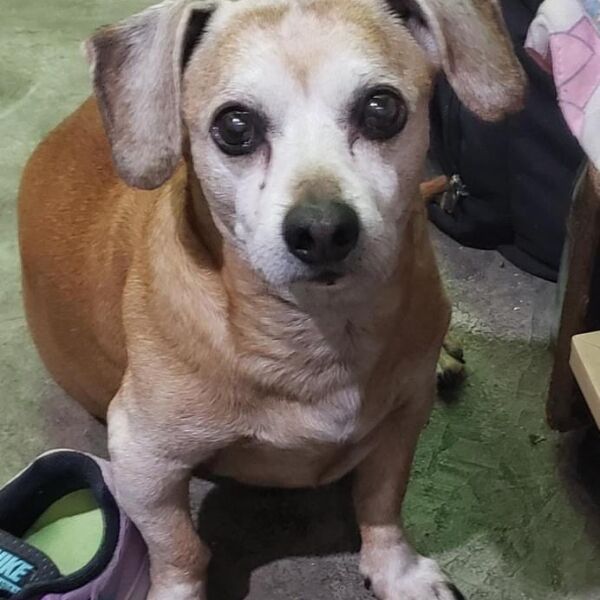 cartel de perro perdido