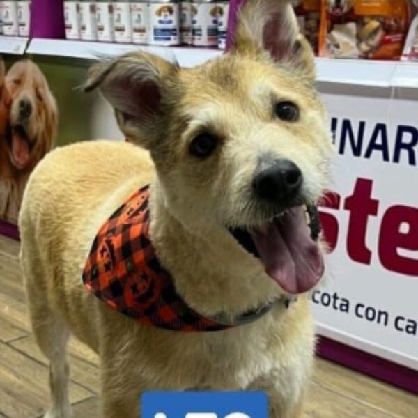 cartel de perro perdido