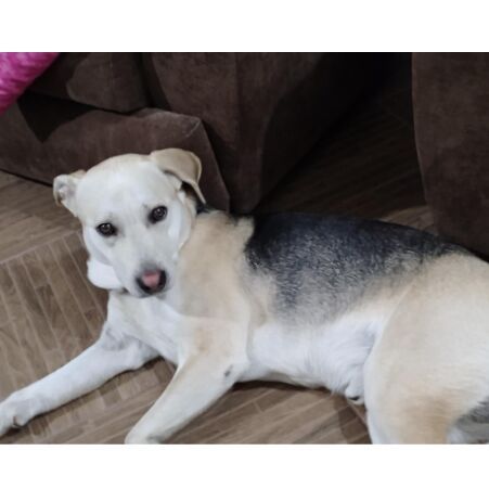 cartel de perro perdido