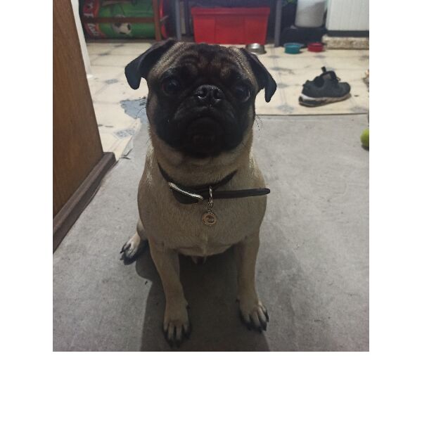 cartel de perro perdido