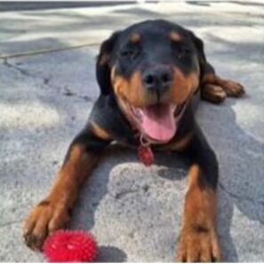 cartel de perro perdido