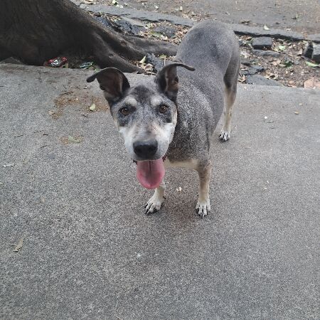 cartel de perro perdido