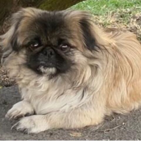 cartel de perro perdido