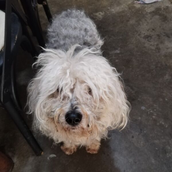 cartel de perro perdido