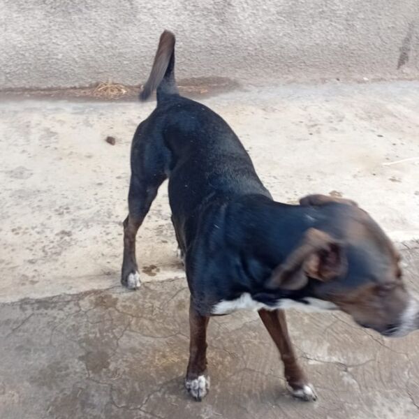 cartel de perro perdido