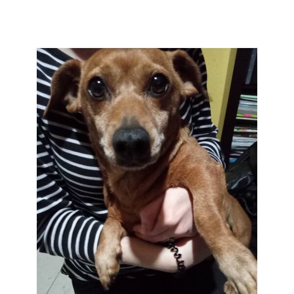 cartel de perro perdido