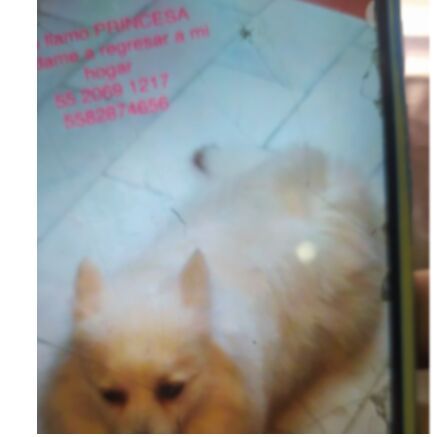 cartel de perro perdido