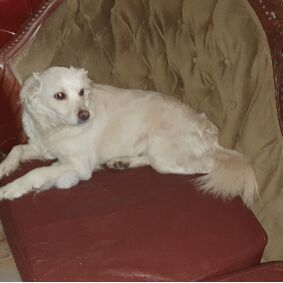 cartel de perro perdido