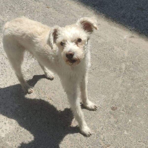 cartel de perro perdido