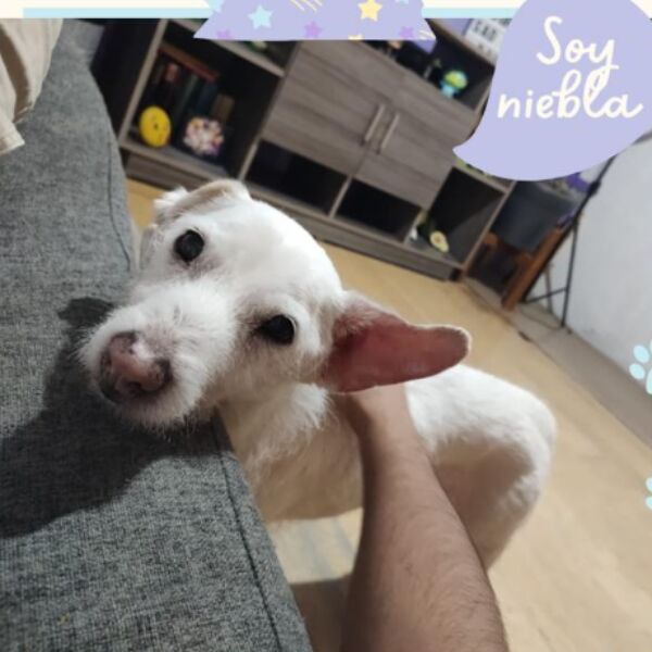 cartel de perro perdido