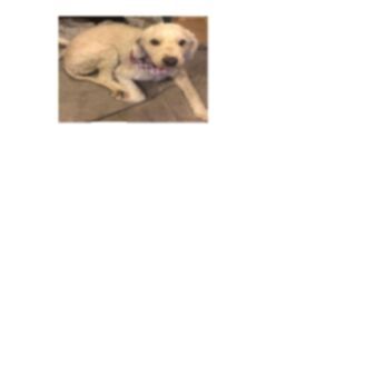 cartel de perro perdido