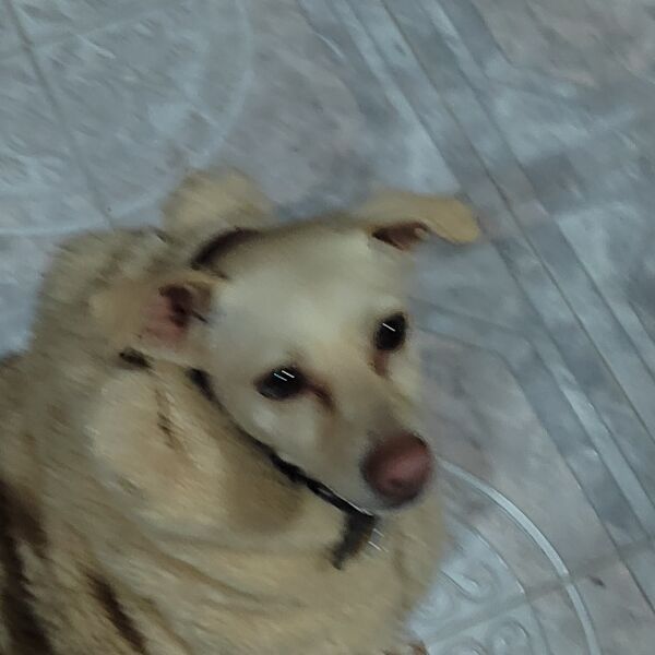 cartel de perro perdido