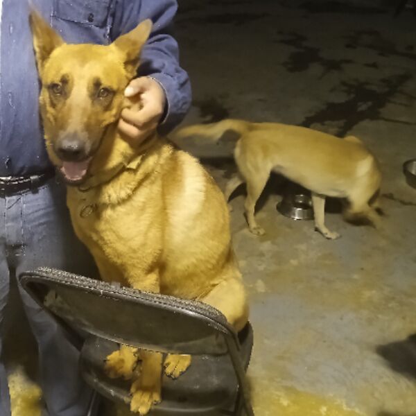 cartel de perro perdido