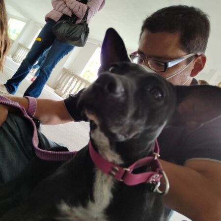 cartel de perro perdido