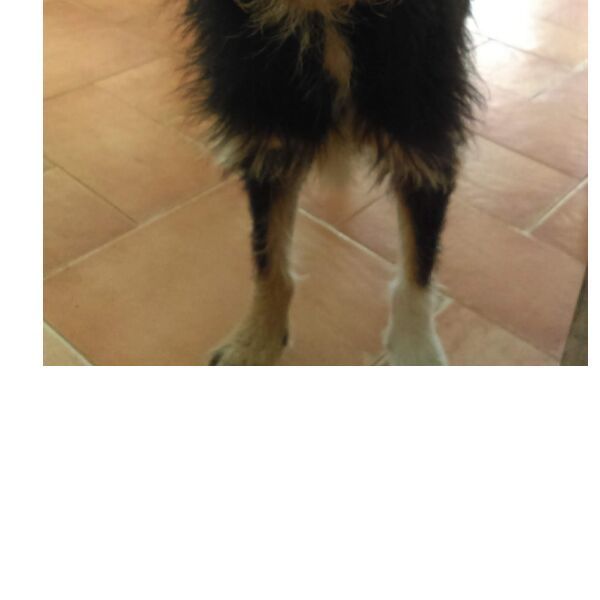 cartel de perro perdido