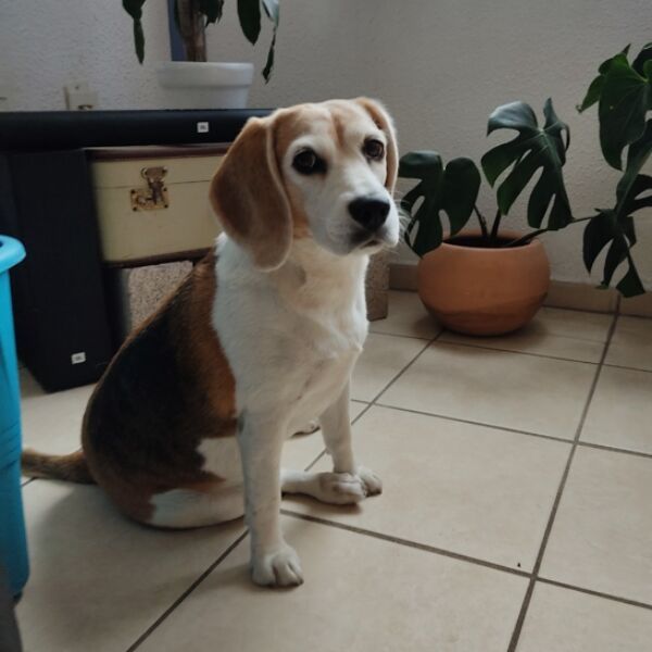 cartel de perro perdido