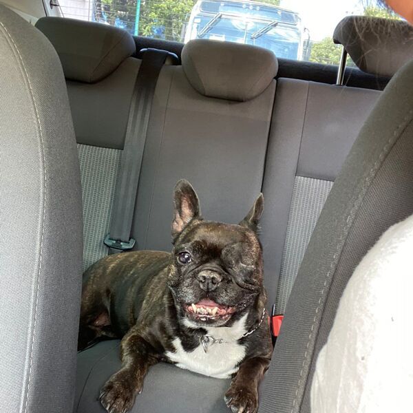 cartel de perro perdido