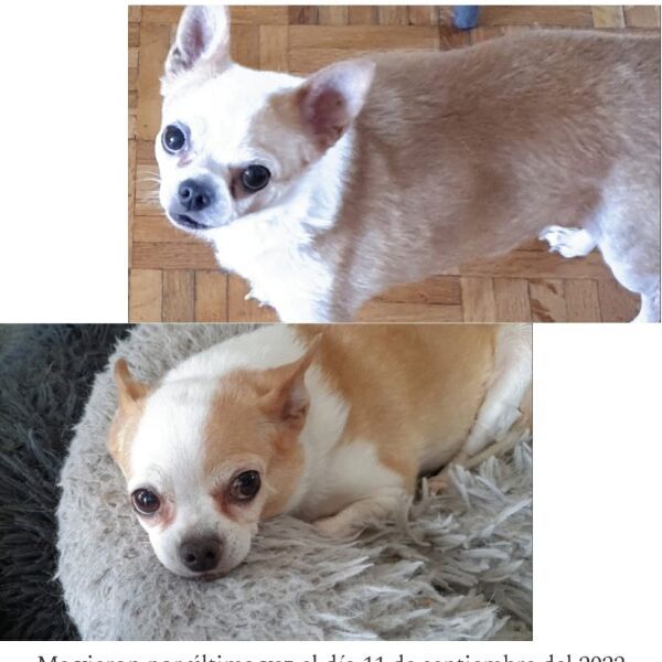 cartel de perro perdido