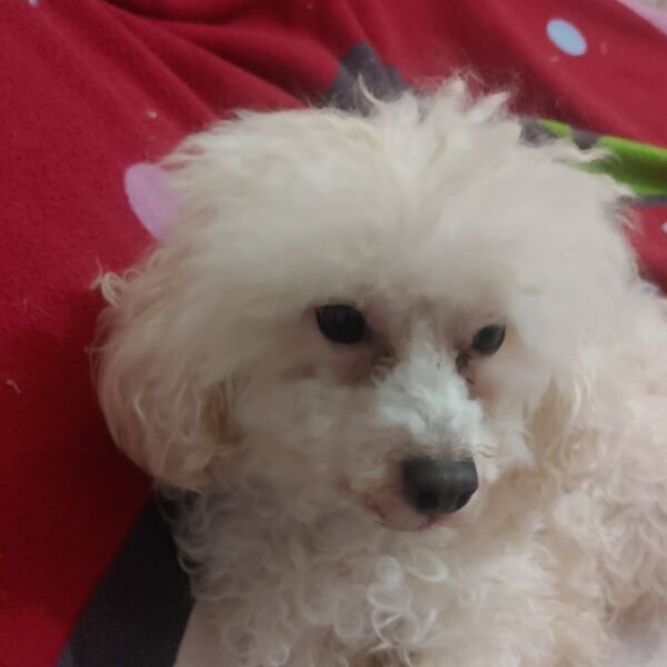 cartel de perro perdido