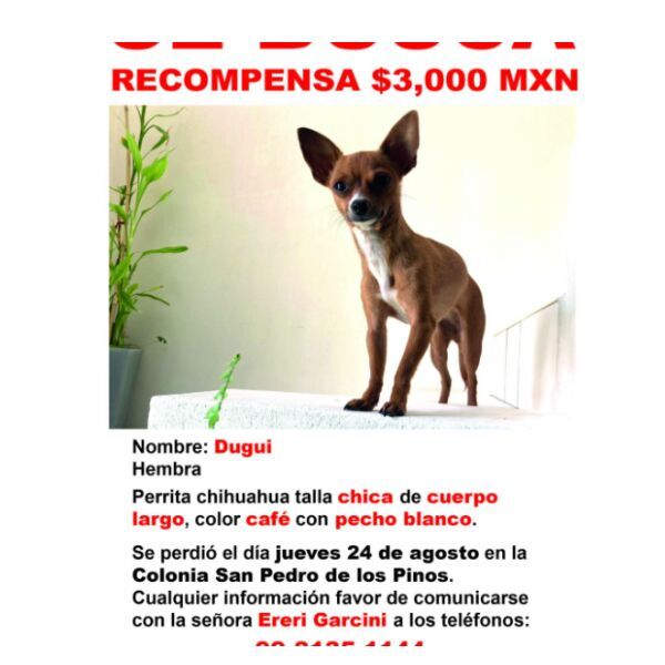 cartel de perro perdido