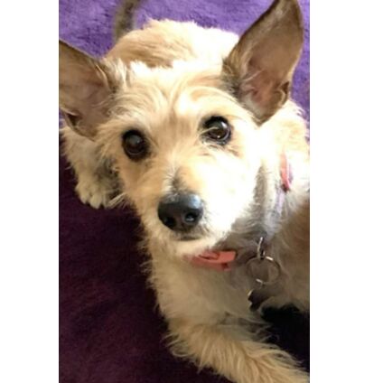 cartel de perro perdido