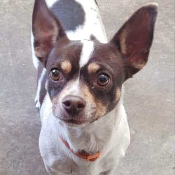 cartel de perro perdido