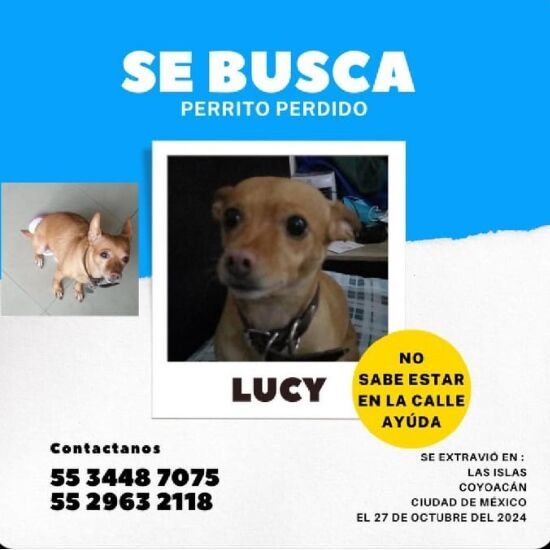 cartel de perro perdido