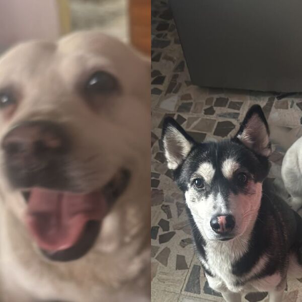 cartel de perro perdido